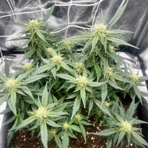 Firstborn growlog photo: Looking sweet