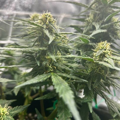 Firstborn growlog photo: Looking sweet