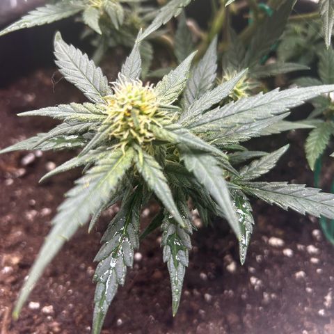 Firstborn growlog photo: Looking sweet