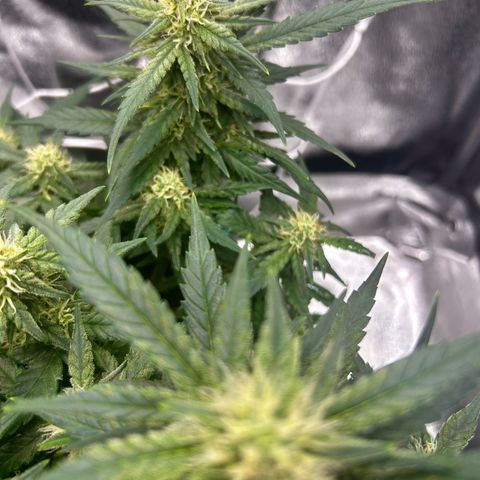 Firstborn growlog photo: Looking sweet