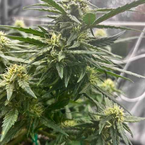 Firstborn growlog photo: Looking sweet