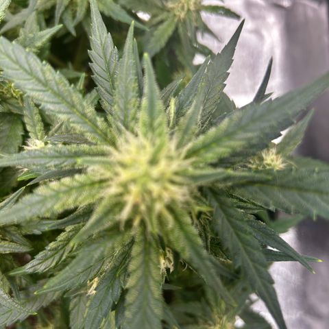 Firstborn growlog photo: Looking sweet