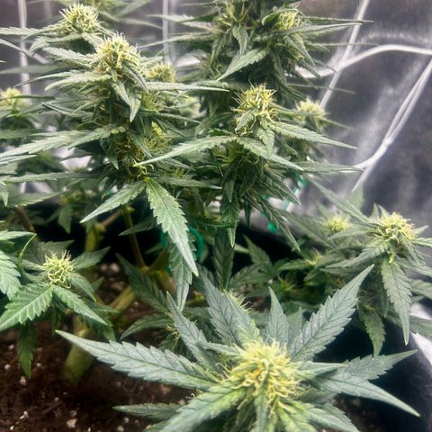 Firstborn growlog photo: Looking sweet