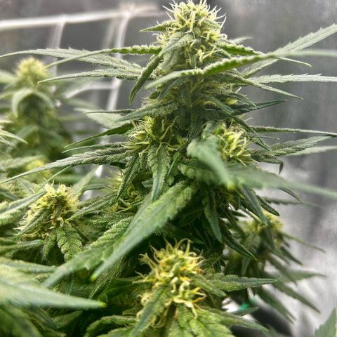 Firstborn growlog photo: Looking sweet