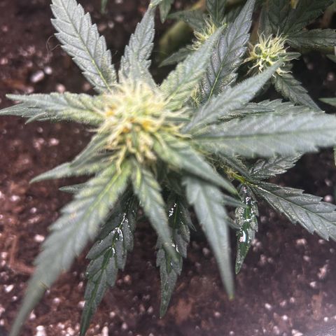Firstborn growlog photo: Looking sweet
