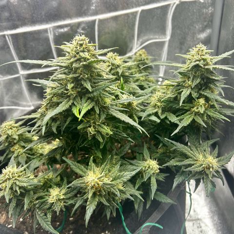 Firstborn growlog photo: Smells like catpiss