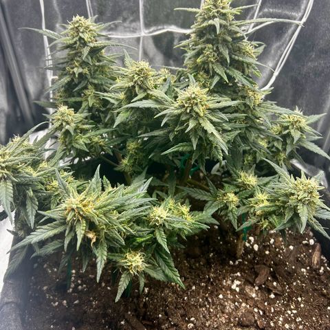 Firstborn growlog photo: Smells like catpiss