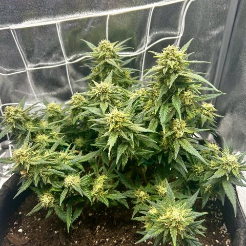 Firstborn growlog photo: Smells like catpiss
