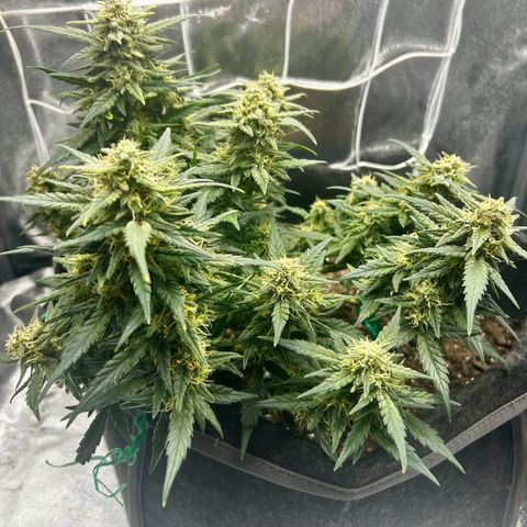 Firstborn growlog photo: Smells like catpiss
