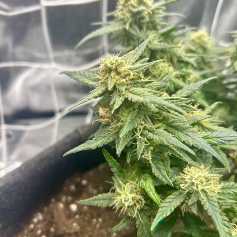 Firstborn growlog photo: Smells like catpiss