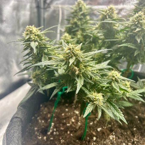 Firstborn growlog photo: Smells like catpiss