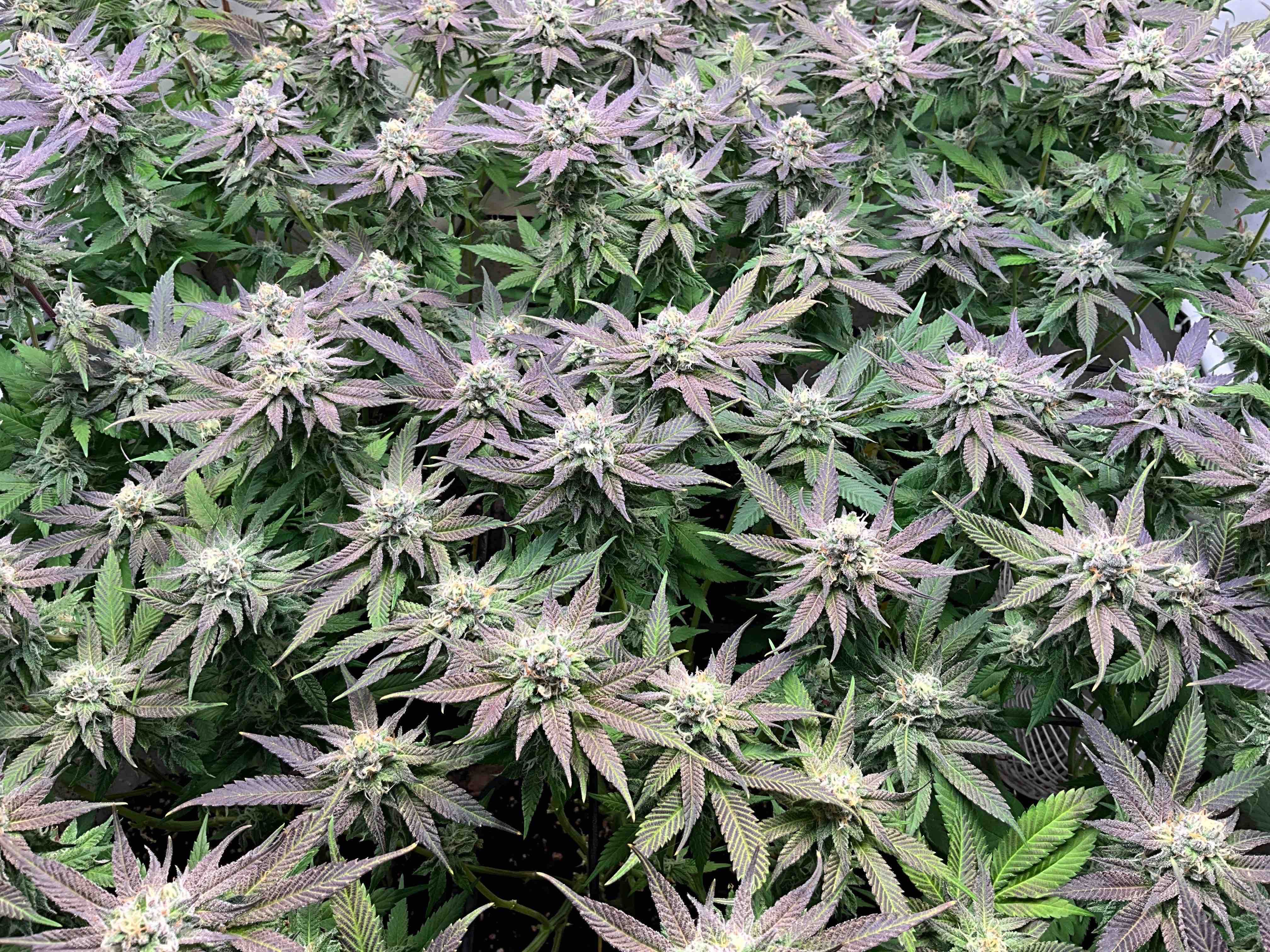 Slurrup #1 growlog header