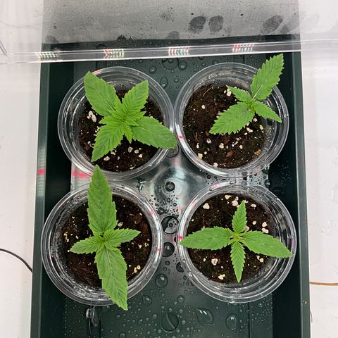L.A. Vanilla Cake #2 growlog timeline photo