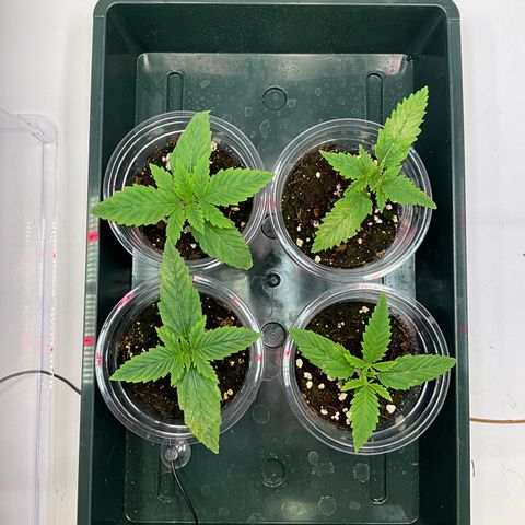 L.A. Vanilla Cake #2 growlog photo: Signs of lightstress, reduced light to 280 ppfd