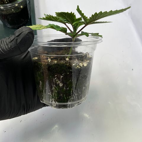 L.A. Vanilla Cake #2 growlog timeline photo