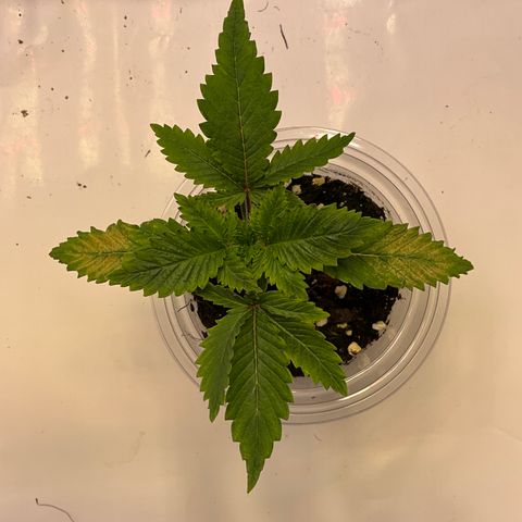L.A. Vanilla Cake #2 growlog timeline photo