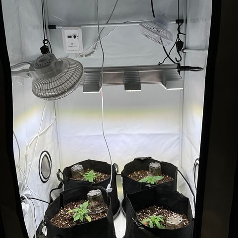 L.A. Vanilla Cake #2 growlog timeline photo