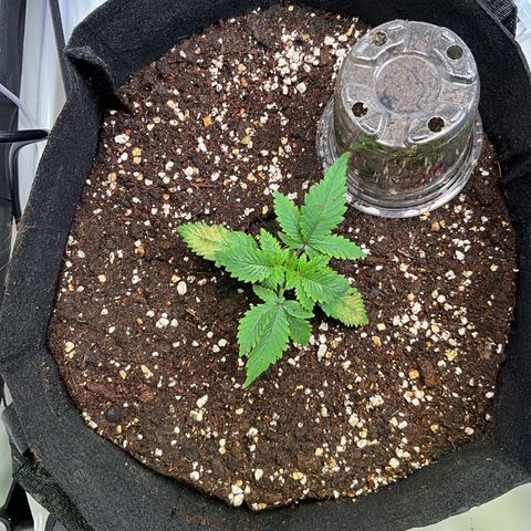 L.A. Vanilla Cake #2 growlog timeline photo