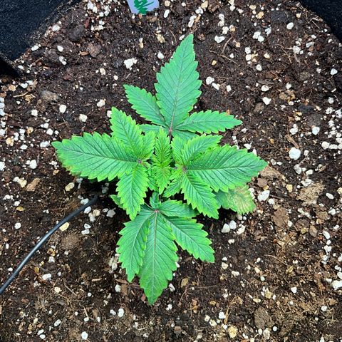 L.A. Vanilla Cake #2 growlog timeline photo