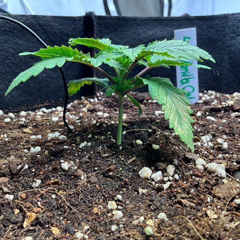 L.A. Vanilla Cake #2 growlog timeline photo