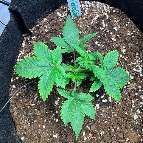L.A. Vanilla Cake #2 growlog timeline photo