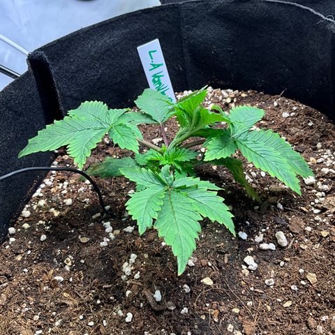 L.A. Vanilla Cake #2 growlog timeline photo