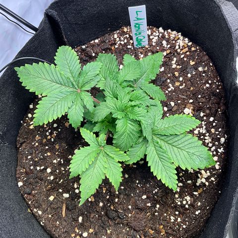 L.A. Vanilla Cake #2 growlog timeline photo