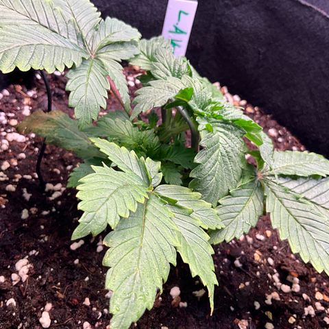 L.A. Vanilla Cake #2 growlog timeline photo