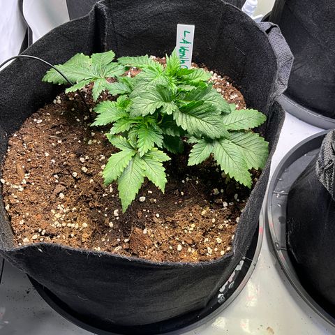 L.A. Vanilla Cake #2 growlog timeline photo