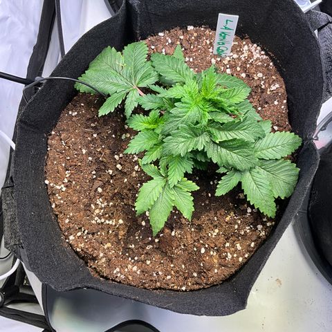L.A. Vanilla Cake #2 growlog timeline photo