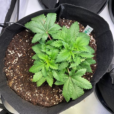 L.A. Vanilla Cake #2 growlog timeline photo
