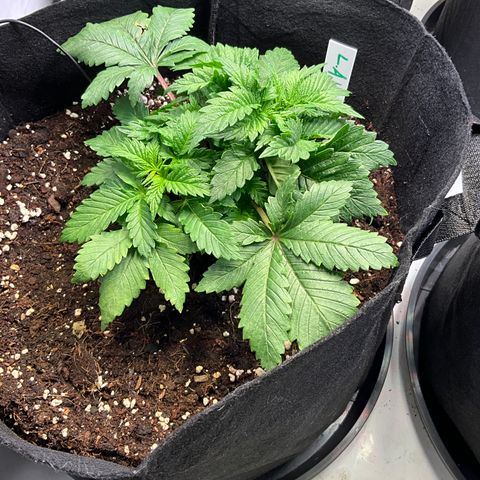 L.A. Vanilla Cake #2 growlog timeline photo