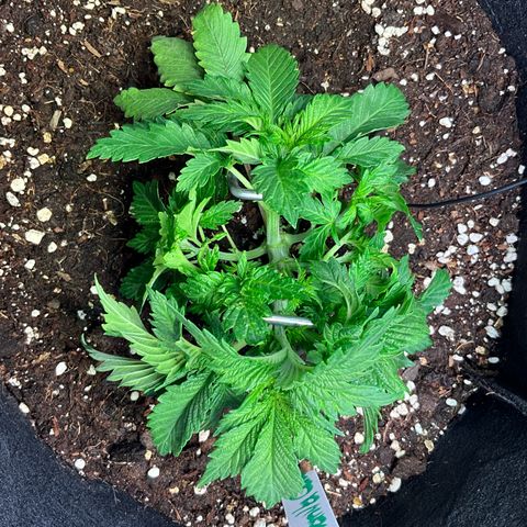 L.A. Vanilla Cake #2 growlog photo: Cut off some of the bigger fan-leaves for better airflow an lightpenetration
