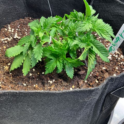 L.A. Vanilla Cake #2 growlog photo: Cut off some of the bigger fan-leaves for better airflow an lightpenetration