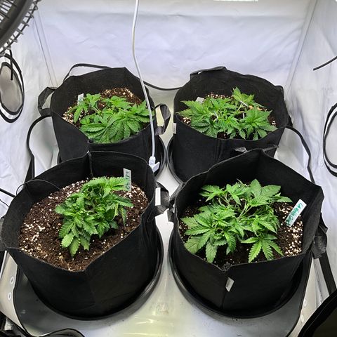 L.A. Vanilla Cake #2 growlog photo: Little overview of the garden: to achieve an even canope and to fill the tent properly before flower i bend the mainstems to the middle (bottom left got topped because I was to rough with training). Sidebranches get spread out to help fill the canope and keep the plants short (GMO will have a big stretch)