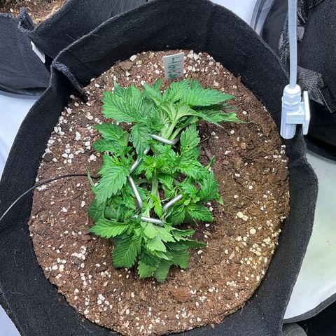 L.A. Vanilla Cake #2 growlog timeline photo