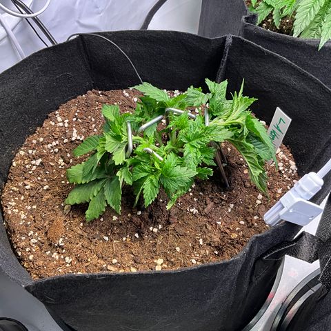 L.A. Vanilla Cake #2 growlog timeline photo