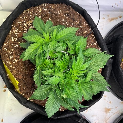 L.A. Vanilla Cake #2 growlog timeline photo