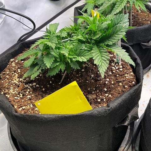 L.A. Vanilla Cake #2 growlog timeline photo