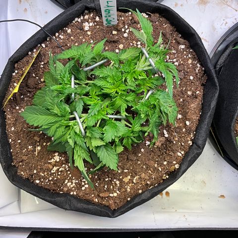 L.A. Vanilla Cake #2 growlog timeline photo