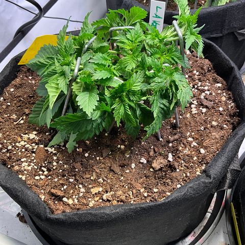 L.A. Vanilla Cake #2 growlog timeline photo