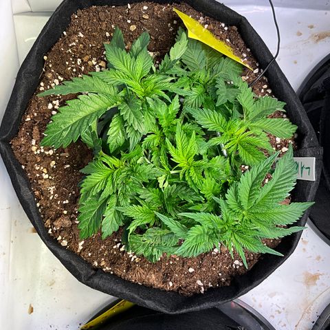 L.A. Vanilla Cake #2 growlog timeline photo