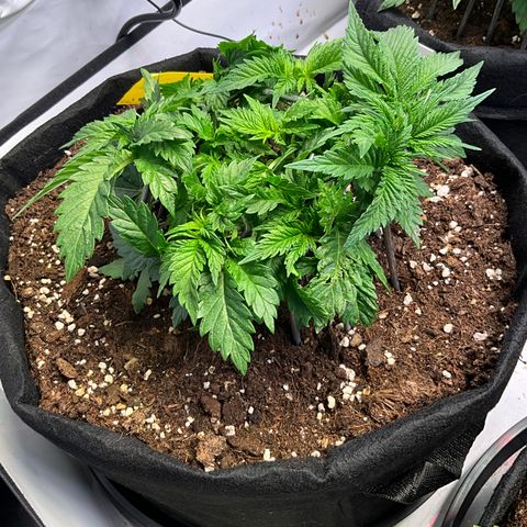 L.A. Vanilla Cake #2 growlog timeline photo