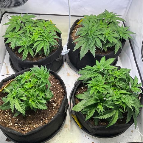 L.A. Vanilla Cake #2 growlog timeline photo