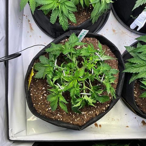 L.A. Vanilla Cake #2 growlog timeline photo