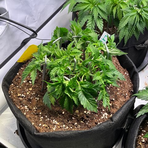 L.A. Vanilla Cake #2 growlog timeline photo