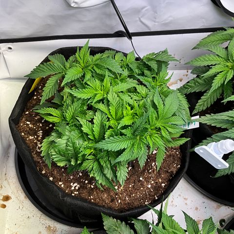 L.A. Vanilla Cake #2 growlog timeline photo