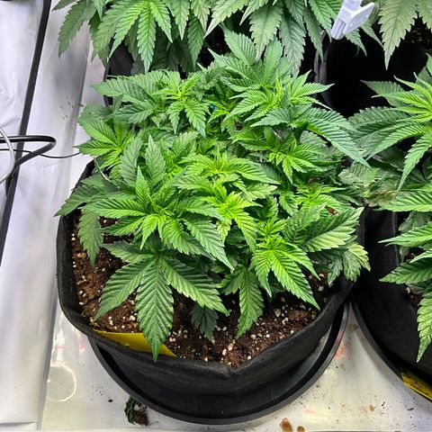 L.A. Vanilla Cake #2 growlog timeline photo