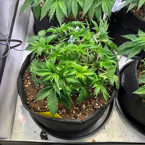 L.A. Vanilla Cake #2 growlog timeline photo
