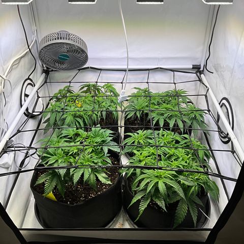 L.A. Vanilla Cake #2 growlog timeline photo
